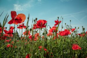 anzac australia new zealand