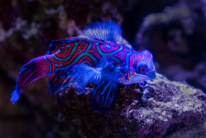 Cairns Aquarium Australia