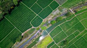 Biotechnology for agriculture in Peru