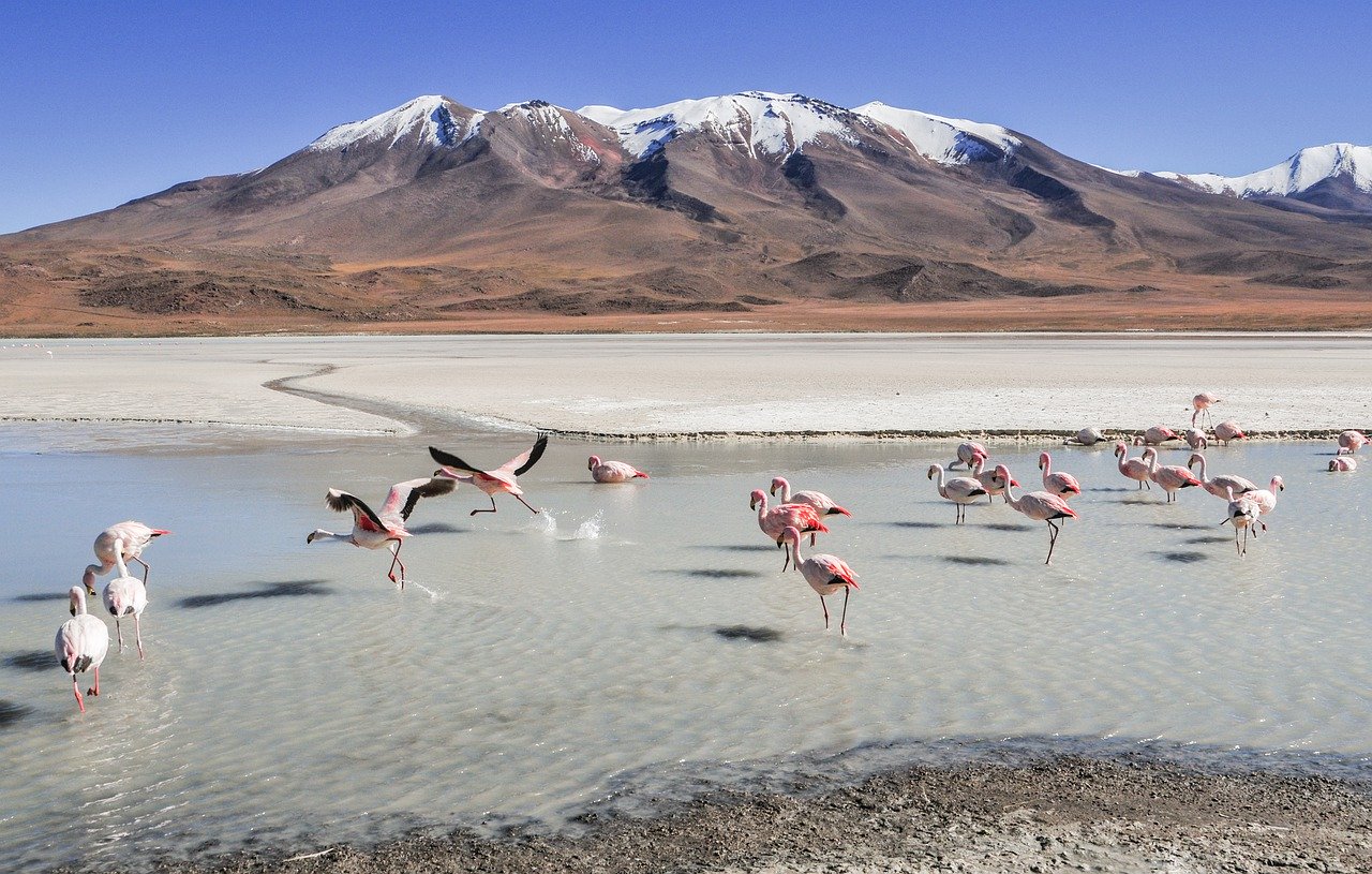 Como Liquidar Una Empresa En Bolivia