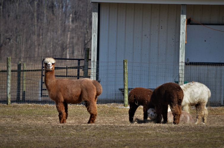 A photo of alpacas on a farm. Their wool is Peru agriculture product with growing demand.