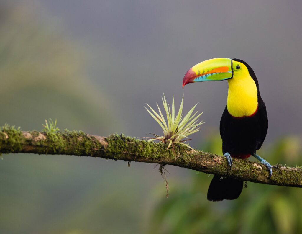 Photo of the keel-billed toucan in Costa Rica, with an article on retirement locations in Latin America