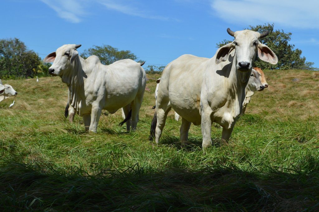 A stock image of cattle in Latin America to accompany article on Costa Rica cattle industry sustainable ranching practices sustianable farming in Costa Rica.