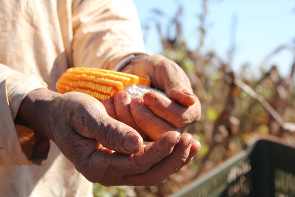 A stock image of corn produced on a farm to accompany article on Brazil exports.