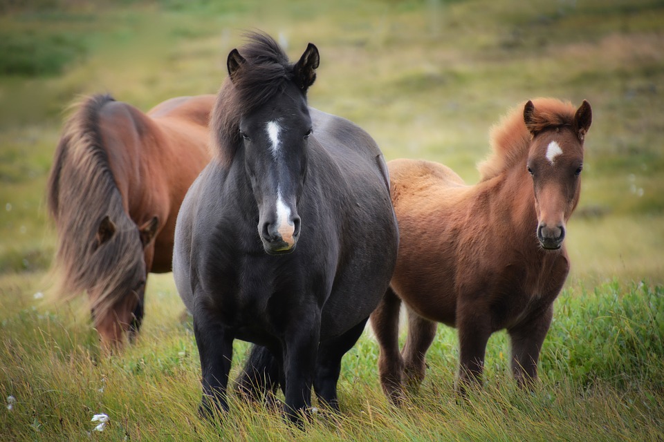 iceland-1747368_960_720.jpg