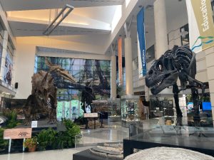 The Hall of Ancient Life at the Virginia Museum of Natural History (VMNH) hosted some additional displays last Friday and Saturday, as cast dinosaur skeletons were installed ahead of VMNH’s annual Dino Festival. This year’s fest drew a record crowd for the museum, with more than 4,600 visitors over the two-day event.