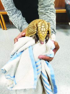 An armadillo from Infinity Acres Ranch visited the City of Martinsville School Board meeting.