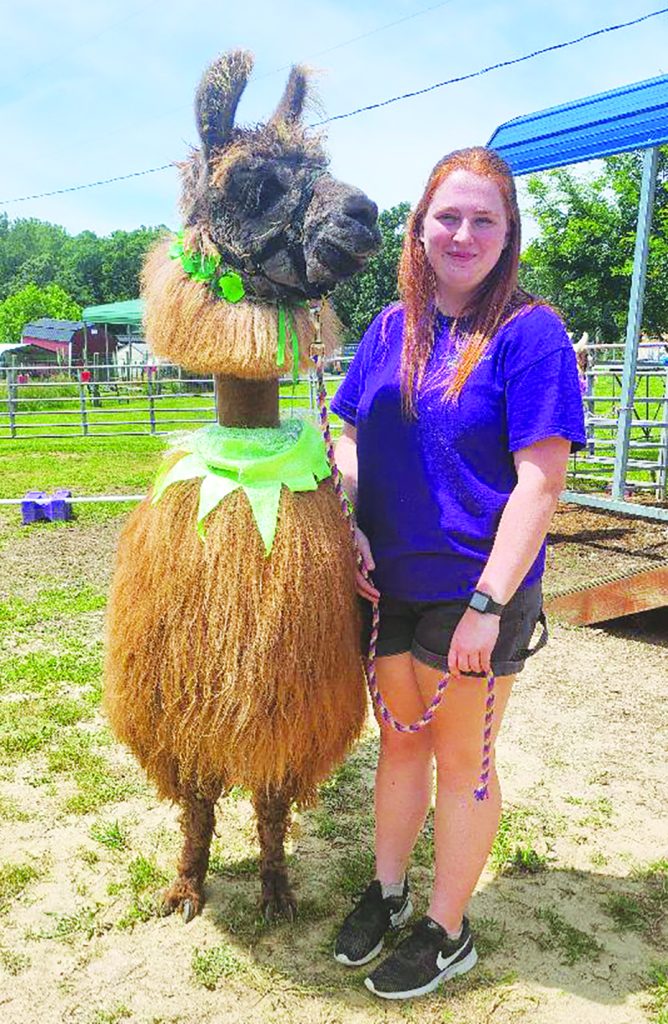 United Way intern Hannah Young with the walkable llamas at the ranch’s Spring Carnival.