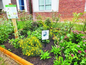 The waystation provides pollinators with a place to feed, breed, and rest.
