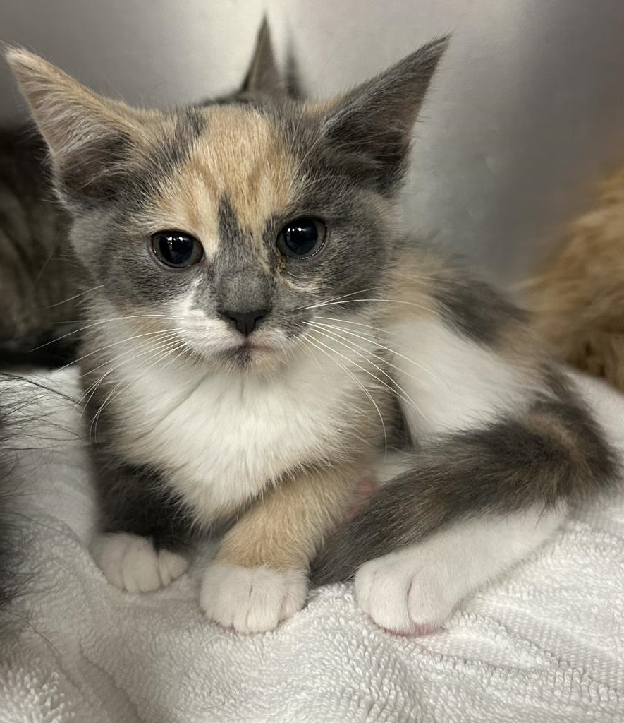 Sherbert, a young cat up for adoption at the shelter. (Contributed)