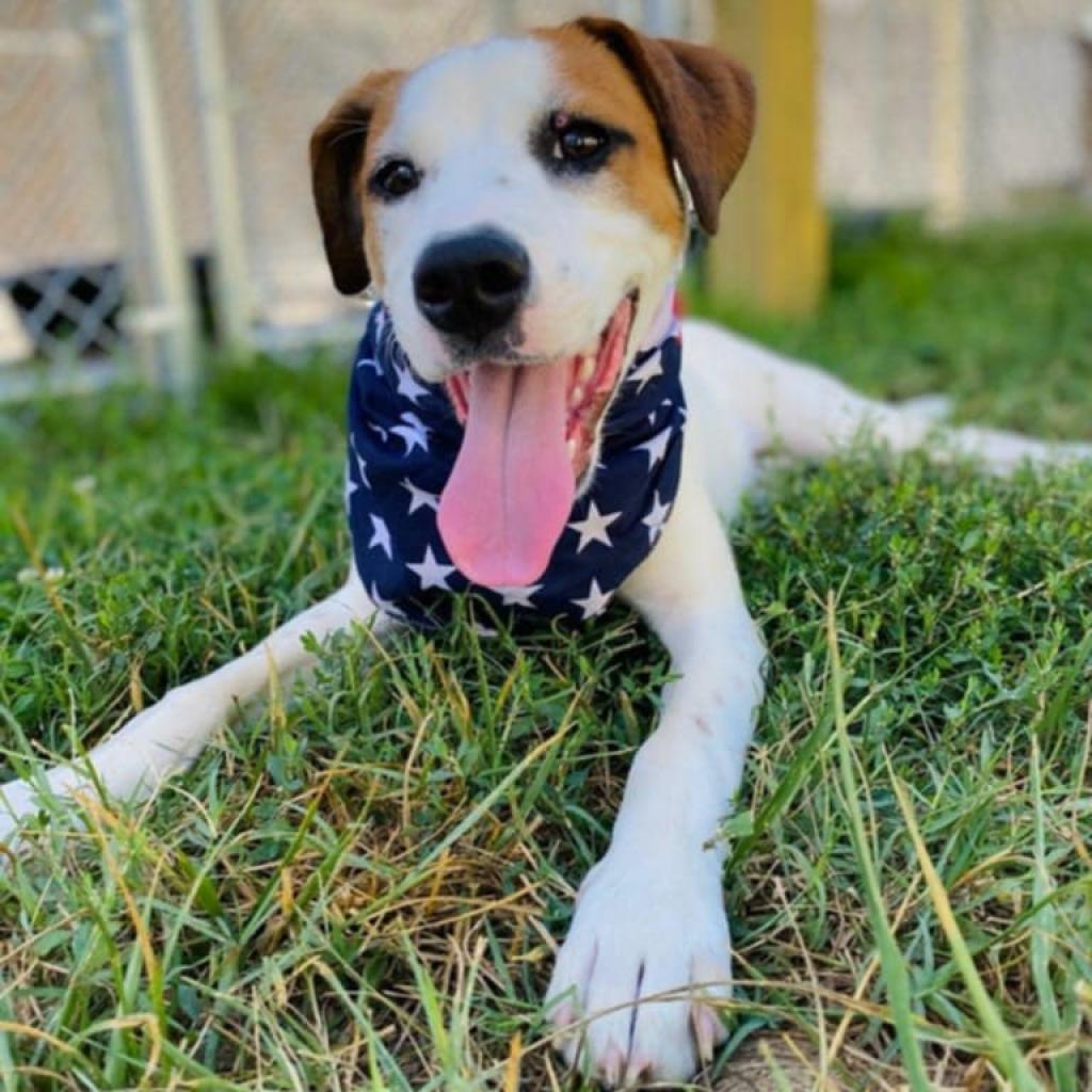 Goldfish, a seven-month-old mix up for adoption. (Contributed)