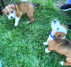 2The SPCA booth included adoptable puppies for youngsters and families to visit.