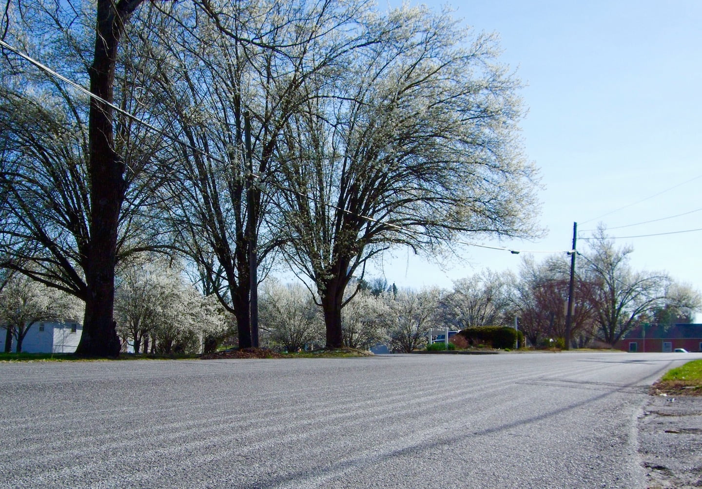 Spring arrives early in New River Valley
