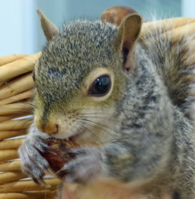 Radford Public Library goes wild, you can help