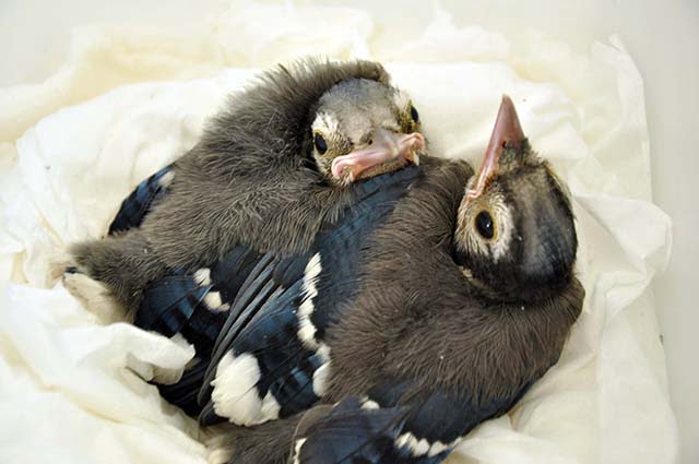 Just Go Outside: Baby Blue Jays spread their wings, Mother feeds them