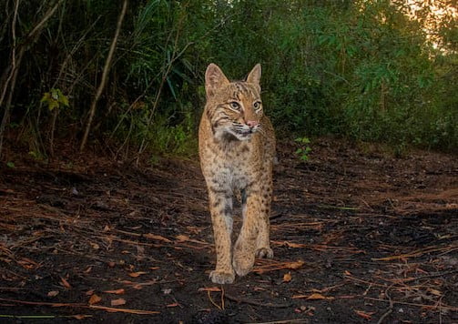 Is there a bobcat in your backyard?