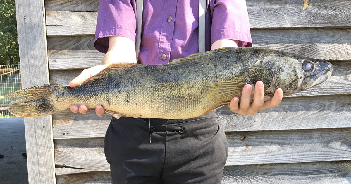 Catching River Saugeye - New Personal Best! - December River