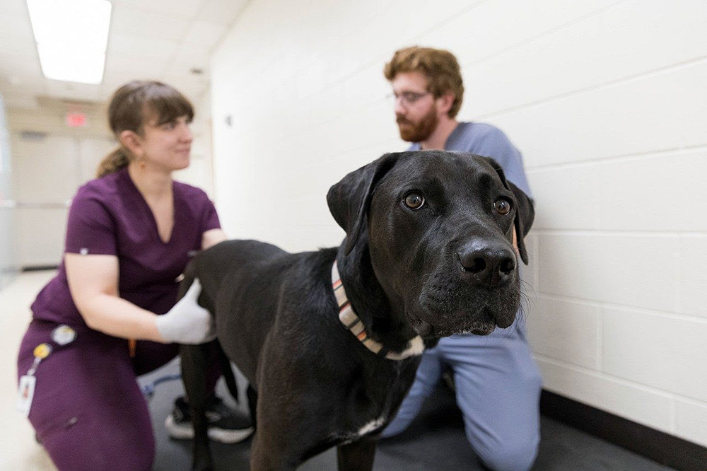 Titanium implants help dog walk again after spinal trauma