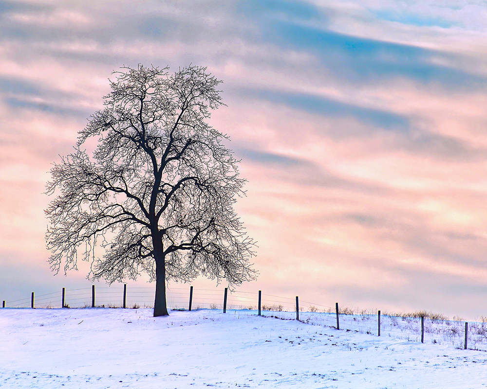 Photo club announces holiday winners