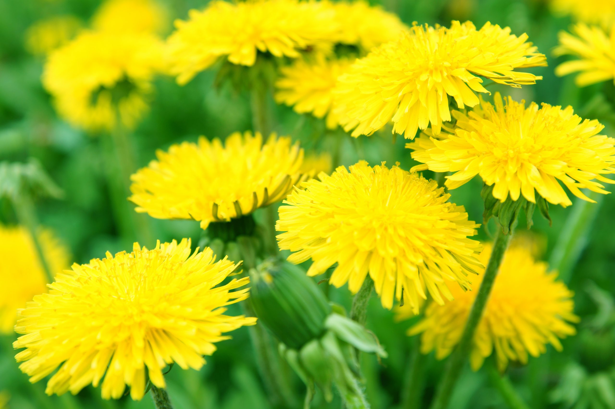 White Sulphur Springs to host annual Dandelion Festival over Memorial Day Weekend
