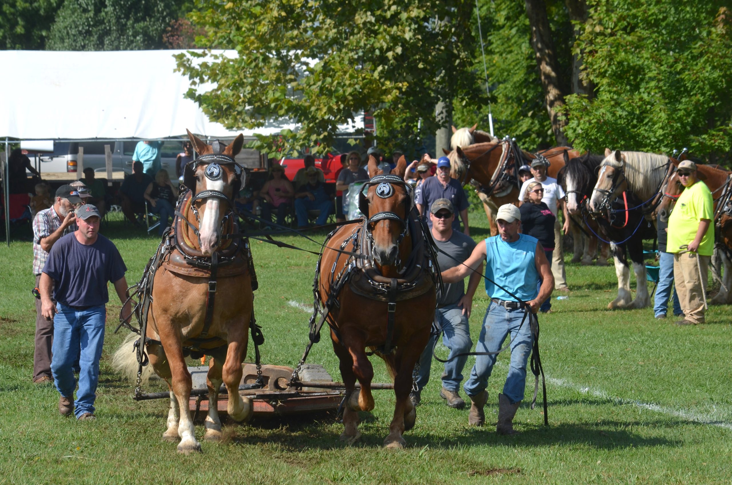 Draft Horse Pull, youth livestock and poultry shows highlight sixth