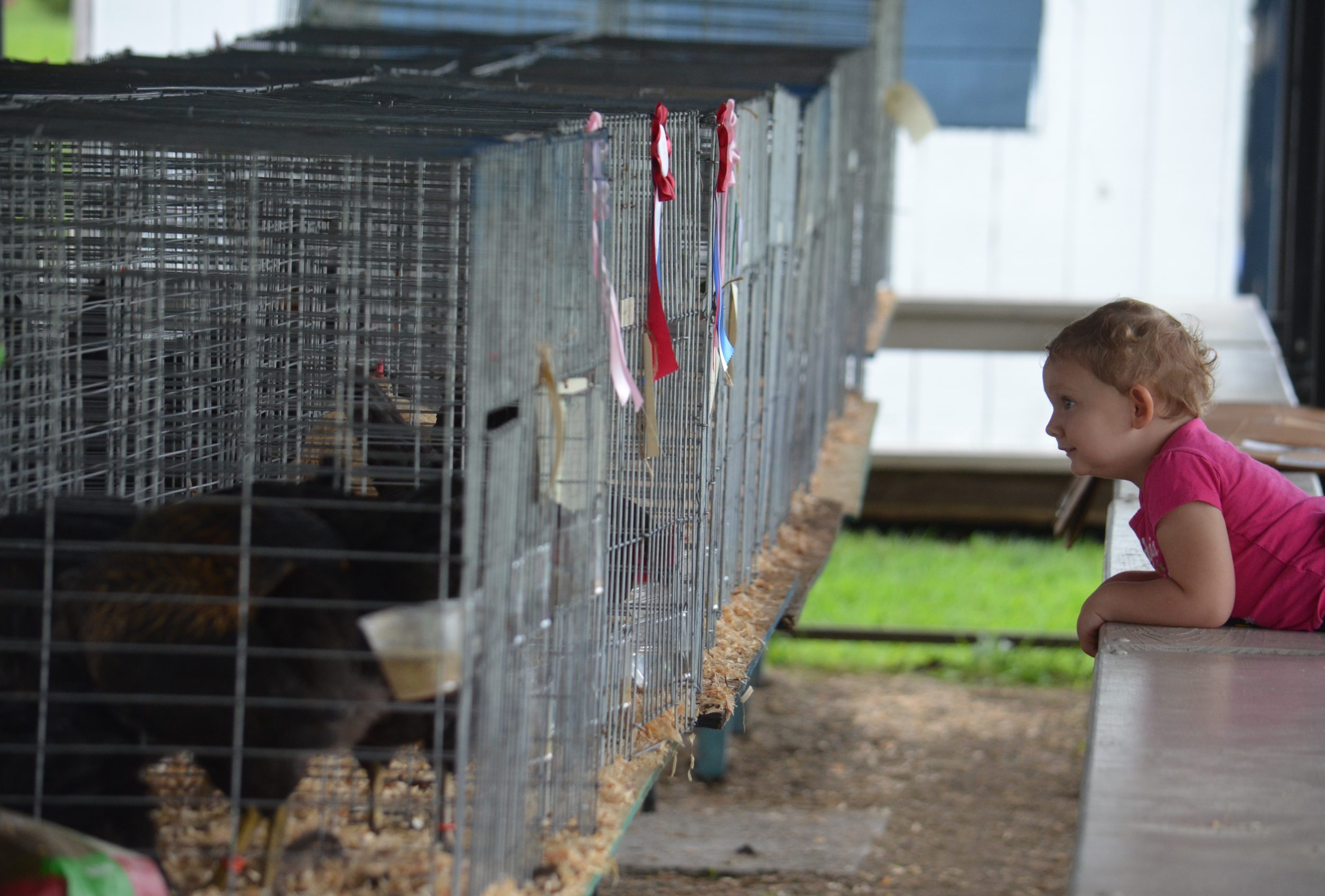 The 2022 Botetourt County fair highlights local agriculture Fincastle