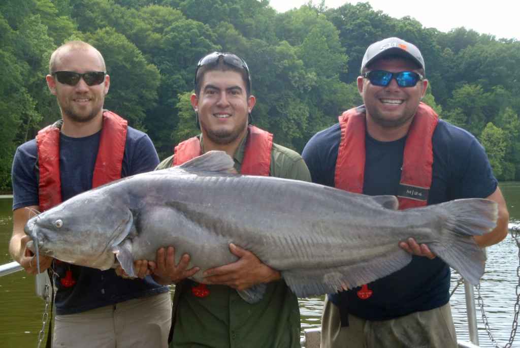Catfish not driver of shad declines in James