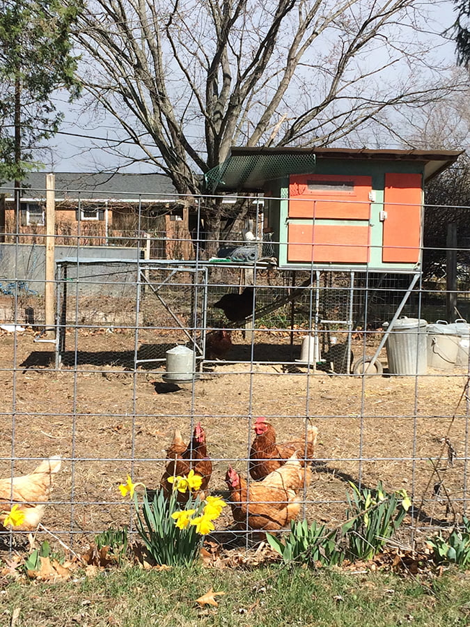 Counting your chickens – and bees – in Christiansburg