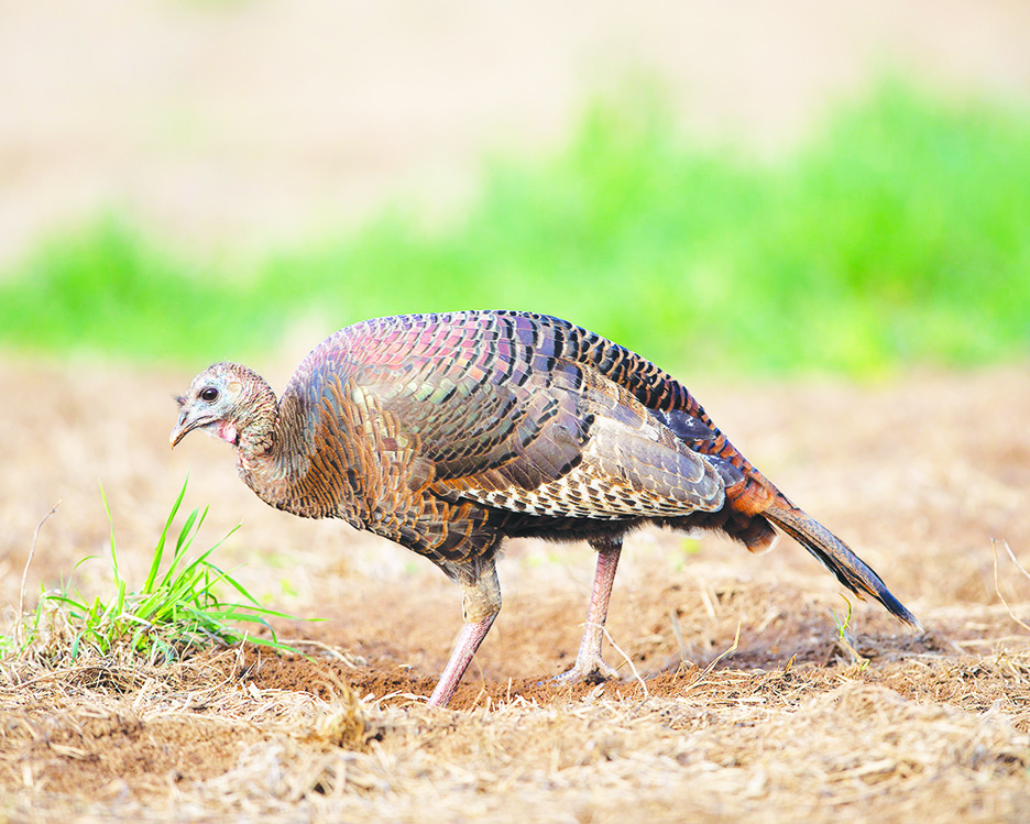 Outdoor report Spring turkey timing explained News Messenger