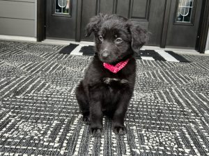black puppy, red collar, fluffy ears