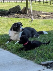 black and white full grown dog with floppy ears and all-black puppy laying next to each other