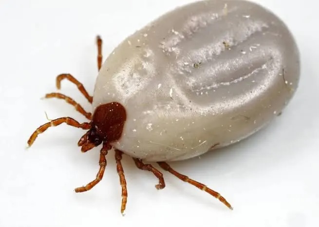 What to Know About Ticks in Tucker