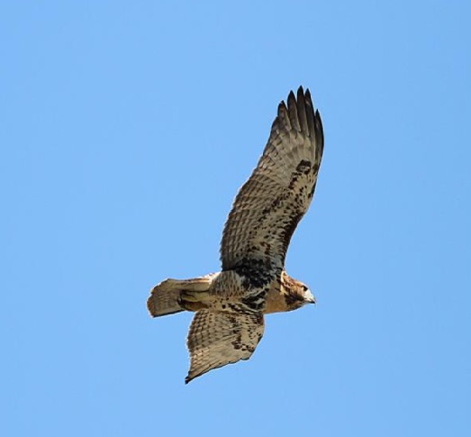 Hawkwatch’ to be held at Buffalo Mountain Natural Area Preserve