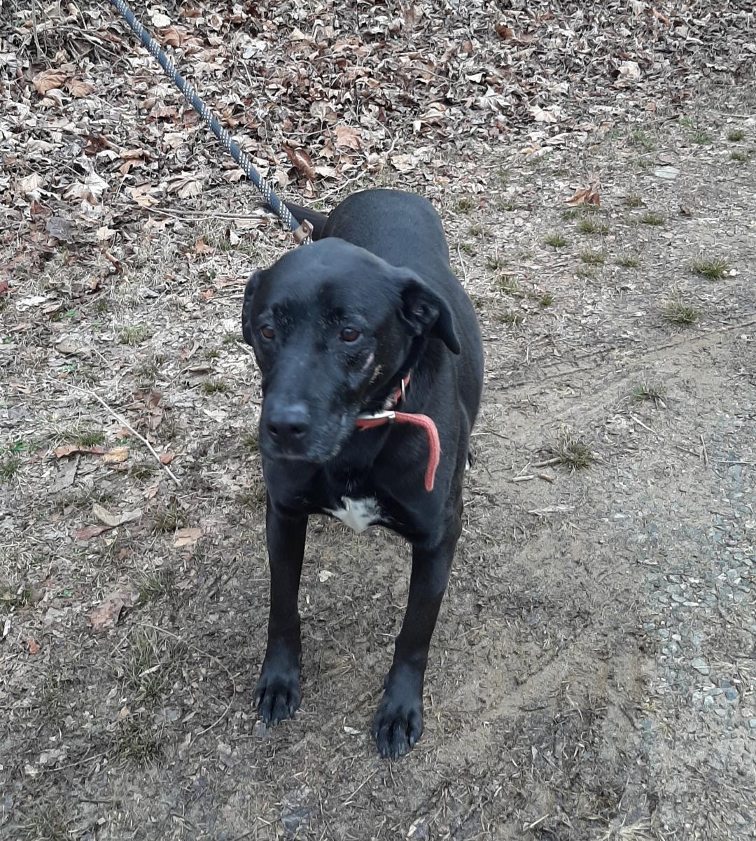 Larson, Chastain partner with Advent Health for select NASCAR Cup Series races