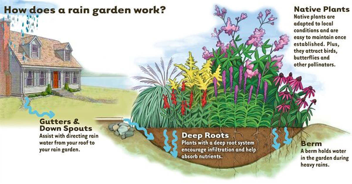 Creating a Rain Garden
