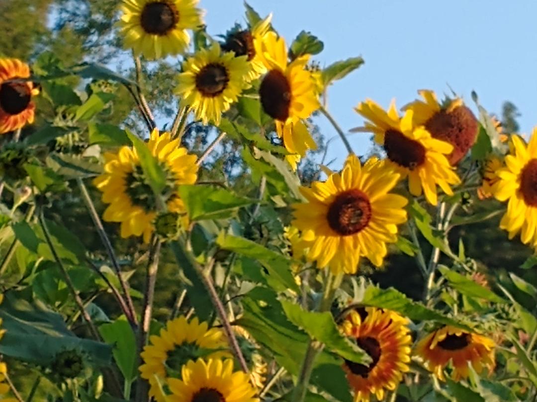 In Full Bloom