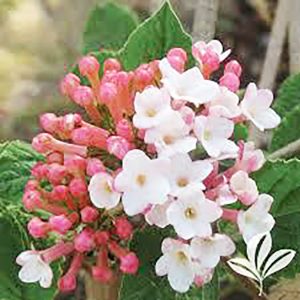 Korean Spice Viburnum