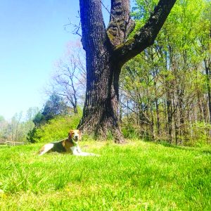 A hound mix dog sits near a tree in a field. The Board of Wildlife Resources recently proposed two regulations that could manage a growing conflict between hunters and landowners.