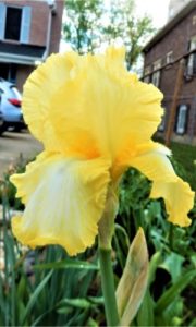 Tall Bearded Iris                