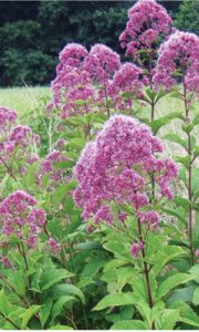 Joy-Pye Weed                       