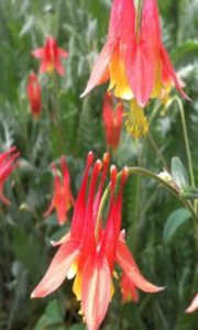 Native Columbine                        