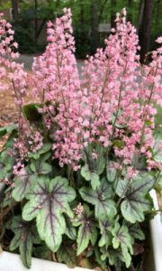 Heuchera