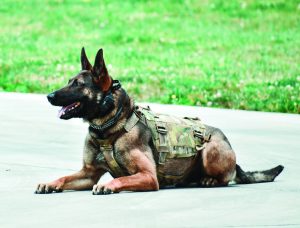 K9 Crash