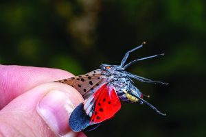 Spotted lanternflies appear across the mid-Atlantic region, including in Maryland, Delaware and New Jersey. (Adobe Stock)