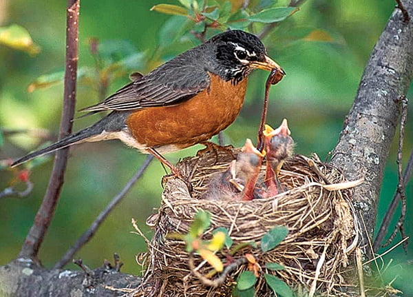 american robin nest