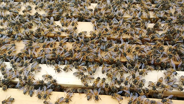 3 Levels of Bee Hierarchy: Drone Bee, Worker Bee, and Queen Bee