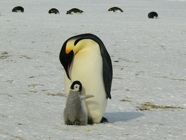 Penguin parents sleep for just a few seconds at a time to guard newborns, study  shows – Mountain Media, LLC