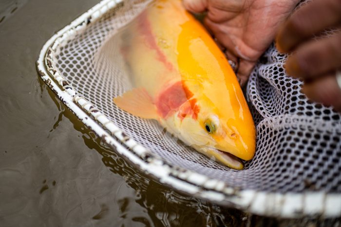 Vermont Is Stocking a New Strain of Rainbow Trout That Could Prove Hardier, Environment, Seven Days