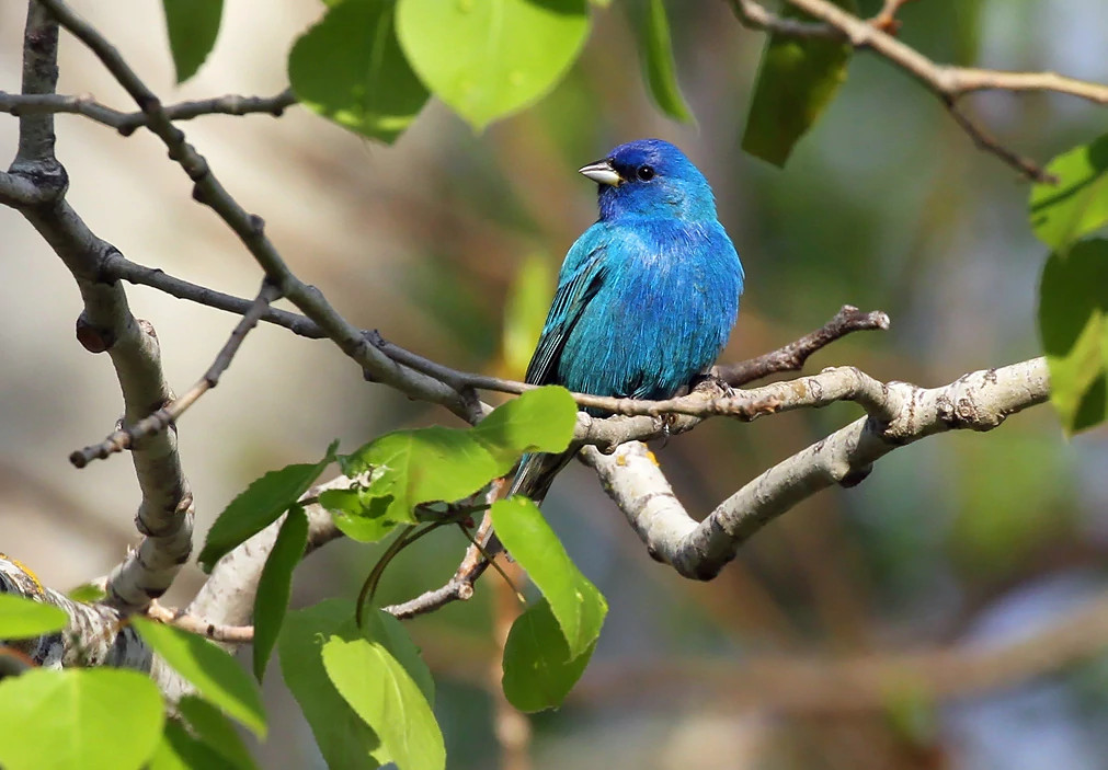 Roanoke Valley Bird Club