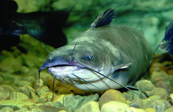 Clay Health Care Center holds Fiesta Week